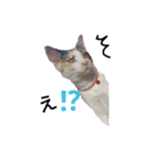 わが家の仲良し三兄弟猫ギガ☆ミケ☆サザエ（個別スタンプ：9）