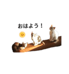 わが家の仲良し三兄弟猫ギガ☆ミケ☆サザエ（個別スタンプ：10）