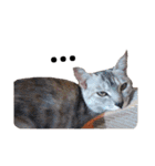 わが家の仲良し三兄弟猫ギガ☆ミケ☆サザエ（個別スタンプ：11）