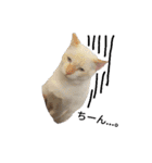 わが家の仲良し三兄弟猫ギガ☆ミケ☆サザエ（個別スタンプ：12）