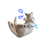 わが家の仲良し三兄弟猫ギガ☆ミケ☆サザエ（個別スタンプ：13）