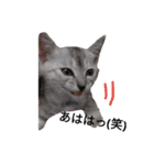 わが家の仲良し三兄弟猫ギガ☆ミケ☆サザエ（個別スタンプ：14）