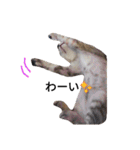 わが家の仲良し三兄弟猫ギガ☆ミケ☆サザエ（個別スタンプ：15）
