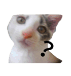 わが家の仲良し三兄弟猫ギガ☆ミケ☆サザエ（個別スタンプ：17）
