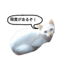 わが家の仲良し三兄弟猫ギガ☆ミケ☆サザエ（個別スタンプ：19）