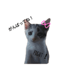 わが家の仲良し三兄弟猫ギガ☆ミケ☆サザエ（個別スタンプ：21）