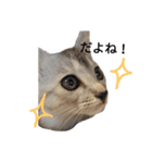 わが家の仲良し三兄弟猫ギガ☆ミケ☆サザエ（個別スタンプ：22）