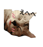 わが家の仲良し三兄弟猫ギガ☆ミケ☆サザエ（個別スタンプ：23）