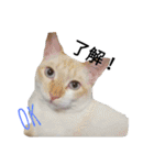 わが家の仲良し三兄弟猫ギガ☆ミケ☆サザエ（個別スタンプ：24）