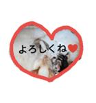 わが家の仲良し三兄弟猫ギガ☆ミケ☆サザエ（個別スタンプ：25）