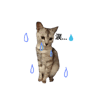 わが家の仲良し三兄弟猫ギガ☆ミケ☆サザエ（個別スタンプ：26）