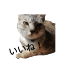 わが家の仲良し三兄弟猫ギガ☆ミケ☆サザエ（個別スタンプ：28）