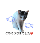 わが家の仲良し三兄弟猫ギガ☆ミケ☆サザエ（個別スタンプ：29）