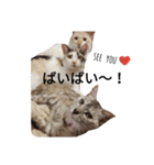 わが家の仲良し三兄弟猫ギガ☆ミケ☆サザエ（個別スタンプ：30）