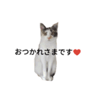 わが家の仲良し三兄弟猫ギガ☆ミケ☆サザエ（個別スタンプ：31）