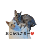 わが家の仲良し三兄弟猫ギガ☆ミケ☆サザエ（個別スタンプ：32）