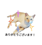 わが家の仲良し三兄弟猫ギガ☆ミケ☆サザエ（個別スタンプ：33）