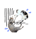 わが家の仲良し三兄弟猫ギガ☆ミケ☆サザエ（個別スタンプ：34）