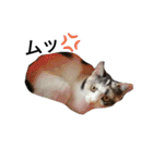 わが家の仲良し三兄弟猫ギガ☆ミケ☆サザエ（個別スタンプ：35）