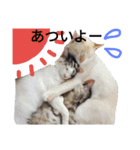 わが家の仲良し三兄弟猫ギガ☆ミケ☆サザエ（個別スタンプ：37）
