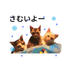 わが家の仲良し三兄弟猫ギガ☆ミケ☆サザエ（個別スタンプ：38）