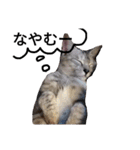 わが家の仲良し三兄弟猫ギガ☆ミケ☆サザエ（個別スタンプ：39）