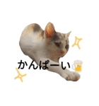 わが家の仲良し三兄弟猫ギガ☆ミケ☆サザエ（個別スタンプ：40）