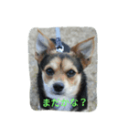 ミックス犬のまめた＆福のまめふくコンビ（個別スタンプ：5）