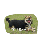 ミックス犬のまめた＆福のまめふくコンビ（個別スタンプ：6）