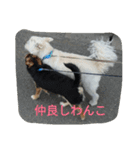 ミックス犬のまめた＆福のまめふくコンビ（個別スタンプ：8）