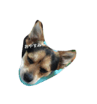 ミックス犬のまめた＆福のまめふくコンビ（個別スタンプ：9）
