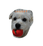 ミックス犬のまめた＆福のまめふくコンビ（個別スタンプ：10）