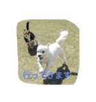 ミックス犬のまめた＆福のまめふくコンビ（個別スタンプ：11）