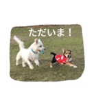 ミックス犬のまめた＆福のまめふくコンビ（個別スタンプ：14）