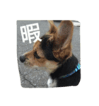 ミックス犬のまめた＆福のまめふくコンビ（個別スタンプ：15）