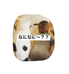 チェイとニゥン（個別スタンプ：7）