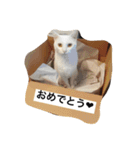 チェイとニゥン（個別スタンプ：12）