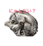 小次郎にゃん（個別スタンプ：1）