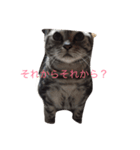 小次郎にゃん（個別スタンプ：5）