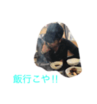 pirotaka（個別スタンプ：4）