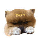 ポメもこ（個別スタンプ：1）