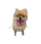 ポメもこ（個別スタンプ：3）