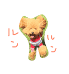 トイプードルねおん＆ここな2（個別スタンプ：3）