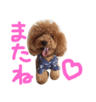 トイプードルねおん＆ここな2（個別スタンプ：5）