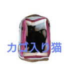 黒猫くぅちゃん（個別スタンプ：12）