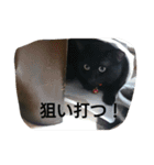 黒猫くぅちゃん（個別スタンプ：13）