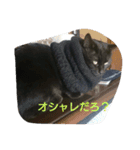 黒猫くぅちゃん（個別スタンプ：15）