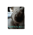 rabbit.talk-2（個別スタンプ：1）