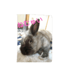 rabbit.talk-2（個別スタンプ：4）