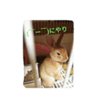rabbit.talk-2（個別スタンプ：5）